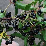 maqui berries